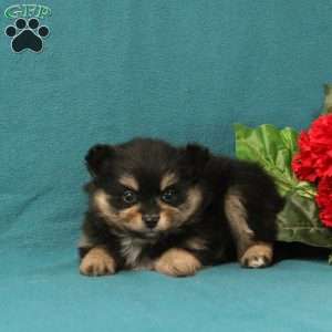 Evaline, Pomeranian Puppy